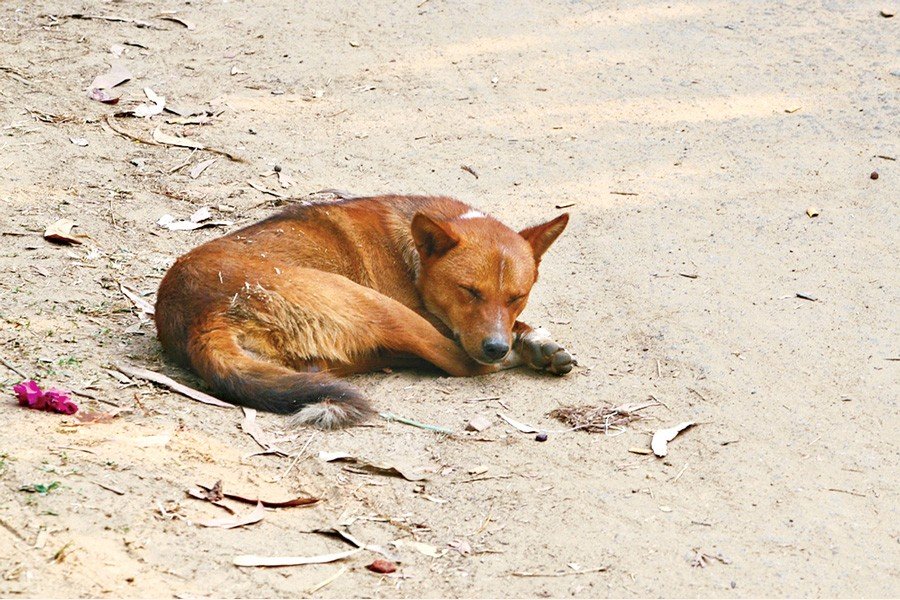 পশু পাখিদের বসবাসযোগ্য শহর গড়ে তুলবোঃ